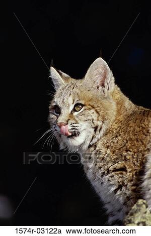 Close-up of a bobcat (Lynx rufus) View Large Photo Image Stock Image - Close-up of a bobcat (Lynx rufus). Fotosearch