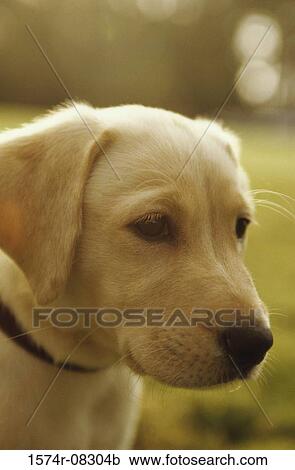 Stock Image - Close-up of a puppy dog. Fotosearch