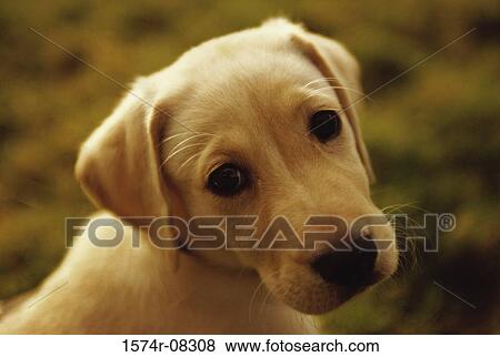 Close-up of a puppy dog View Large Photo Image Stock Photo - Close-up of a puppy dog. Fotosearch