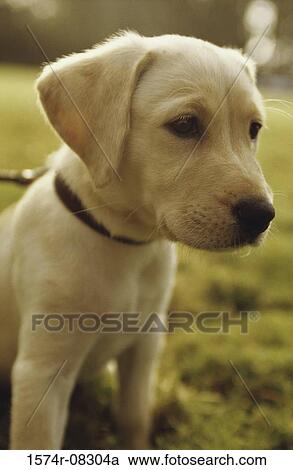 Close-up of a puppy on a leash View Large Photo Image Stock Image - Close-up of a puppy on a leash. Fotosearch