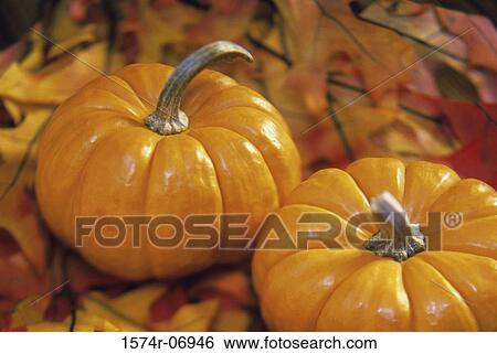 Stock Photograph - Close-up of two pumpkins on leaves. Fotosearch