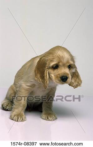 Cocker Spaniel View Large Photo Image Stock Photo - Cocker Spaniel. Fotosearch