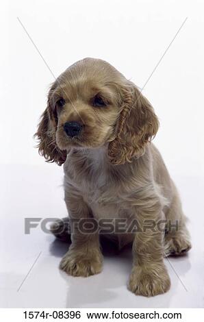 Cocker Spaniel View Large Photo Image Stock Photograph - Cocker Spaniel. Fotosearch
