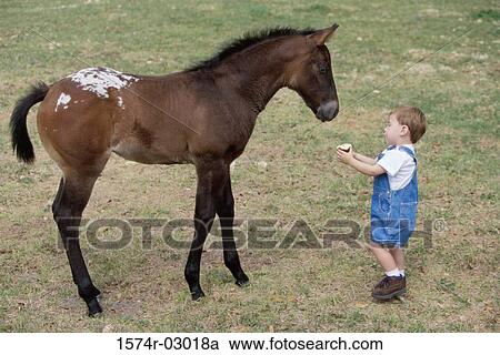 High angle view of a boy feeding a horse View Large Photo Image Stock Image - High angle view of a boy feeding a horse. Fotosearch