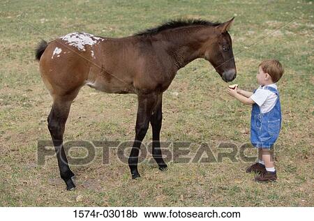 High angle view of a boy feeding a horse View Large Photo Image Stock Image - High angle view of a boy feeding a horse. Fotosearch