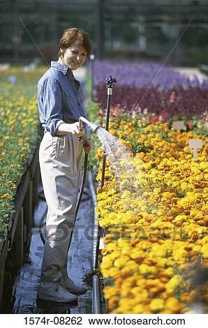 Mid adult woman watering plants View Large Photo Image Stock Image - Mid adult woman watering plants. Fotosearch