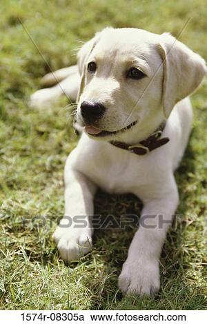 Puppy dog lying on a lawn View Large Photo Image Stock Image - Puppy dog lying on a lawn. Fotosearch