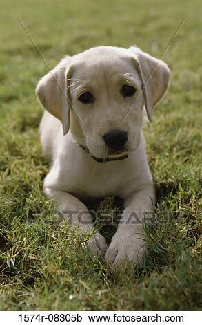 Puppy dog lying on a lawn View Large Photo Image Stock Image - Puppy dog lying on a lawn. Fotosearch