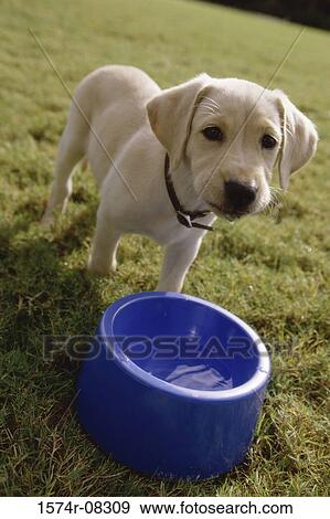 Puppy dog standing on a lawn in front of a bowl of water View Large Photo Image Stock Photo - Puppy dog standing on a lawn in front of a bowl of water. Fotosearch