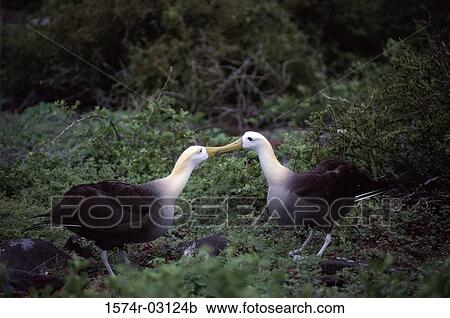 Side profile of two Waved Albatrosses mating (Phoebastria irrorata) View Large Photo Image Stock Image - Side profile of two Waved Albatrosses mating (Phoebastria irrorata). Fotosearch