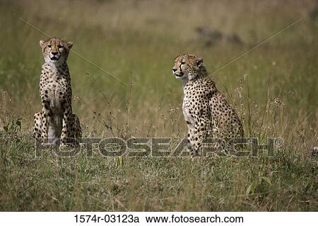 Two cheetahs sitting on a field (Acinonyx jubatus) View Large Photo Image Stock Image - Two cheetahs sitting on a field (Acinonyx jubatus). Fotosearch