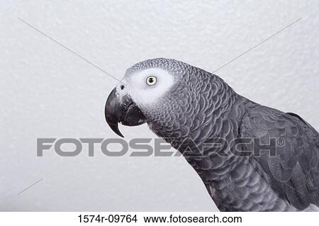 African Grey Parrot View Large Photo Image Picture - African Grey Parrot. Fotosearch