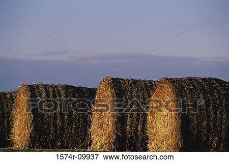 Bales of hay View Large Photo Image Stock Photo - Bales of hay. Fotosearch