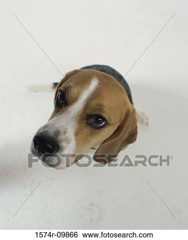 Beagle View Large Photo Image Stock Photograph - Beagle. Fotosearch