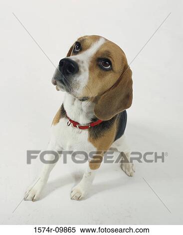 Beagle View Large Photo Image Stock Photography - Beagle. Fotosearch