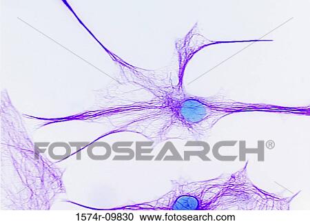 Stock Image - Brain Cell. Fotosearch
