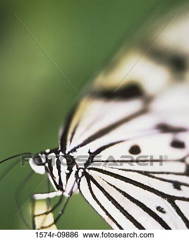 Stock Photograph - Close-up of a butterfly. Fotosearch