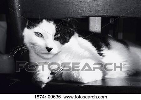 Stock Photograph - Close-up of a cat lying on a chair. Fotosearch