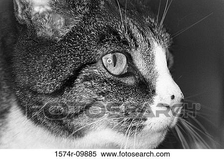 Stock Photography - Close-up of a cat. Fotosearch