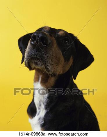 Close-up of a dog looking up View Large Photo Image Stock Image - Close-up of a dog looking up. Fotosearch
