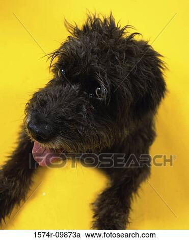Stock Image - Close-up of a dog lying down. Fotosearch
