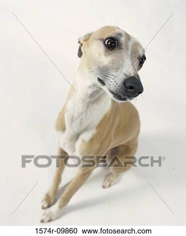 Close-up of a dog View Large Photo Image Stock Image - Close-up of a dog. Fotosearch