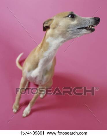 Close-up of a dog View Large Photo Image Stock Image - Close-up of a dog. Fotosearch