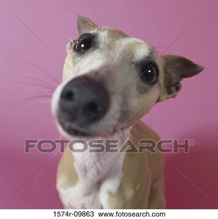 Close-up of a dog View Large Photo Image Stock Image - Close-up of a dog. Fotosearch