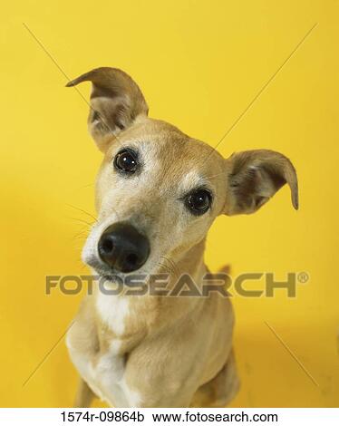 Close-up of a dog View Large Photo Image Stock Image - Close-up of a dog. Fotosearch