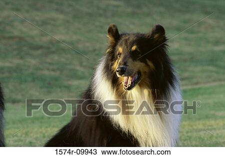 Collie View Large Photo Image Stock Image - Collie. Fotosearch