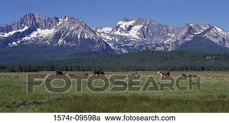 Cows Idaho USA View Large Photo Image Stock Image - Cows Idaho USA. Fotosearch