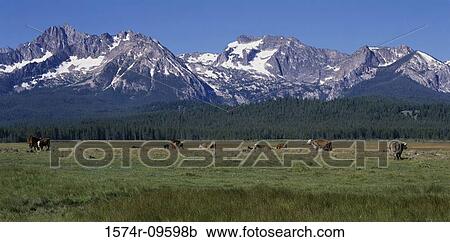 Cows Idaho USA View Large Photo Image Stock Image - Cows Idaho USA. Fotosearch