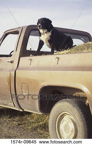 Stock Photography - Dog sitting at the back of a car. Fotosearch
