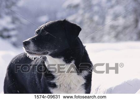 Dog standing in snow View Large Photo Image Stock Image - Dog standing in snow. Fotosearch