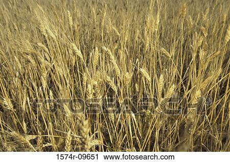 Durham Wheat Saskatchewan Canada View Large Photo Image Stock Image - Durham Wheat Saskatchewan Canada. Fotosearch