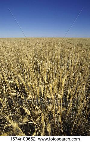 Durham Wheat Saskatchewan Canada View Large Photo Image Stock Image - Durham Wheat Saskatchewan Canada. Fotosearch