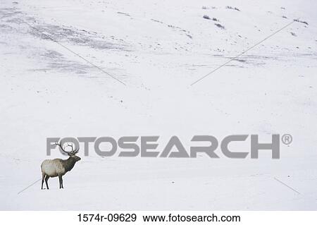 Elk National Elk Refuge Jackson Wyoming, USA View Large Photo Image Stock Photo - Elk National Elk Refuge Jackson Wyoming, USA. Fotosearch