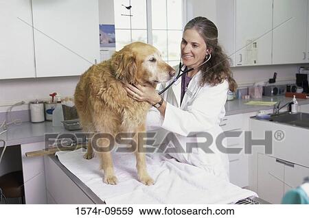 Female veterinarian with a dog View Large Photo Image Stock Photo - Female veterinarian with a dog. Fotosearch