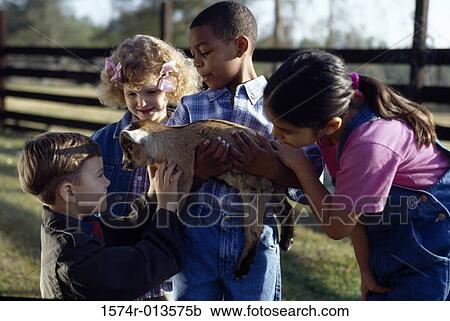 Four children playing with a lamb View Large Photo Image Stock Image - Four children playing with a lamb. Fotosearch