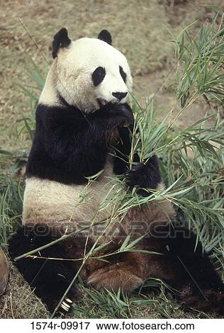 Giant Panda View Large Photo Image Stock Photo - Giant Panda. Fotosearch