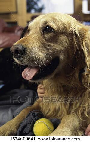 Golden Retriever View Large Photo Image Stock Image - Golden Retriever. Fotosearch