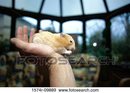 Hamster View Large Photo Image Stock Photo - Hamster. Fotosearch