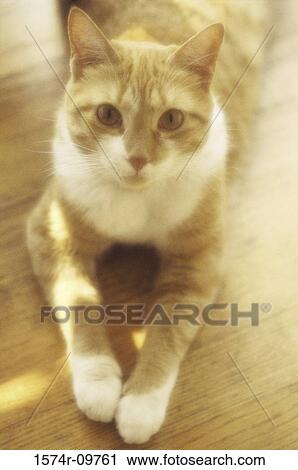 High angle view of a cat lying on the floor View Large Photo Image Stock Image - High angle view of a cat lying on the floor. Fotosearch