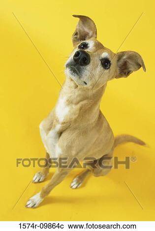 High angle view of a dog sitting View Large Photo Image Stock Image - High angle view of a dog sitting. Fotosearch
