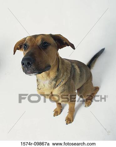 Stock Image - High angle view of a dog sitting. Fotosearch