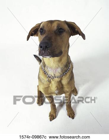 High angle view of a dog sitting View Large Photo Image Stock Image - High angle view of a dog sitting. Fotosearch