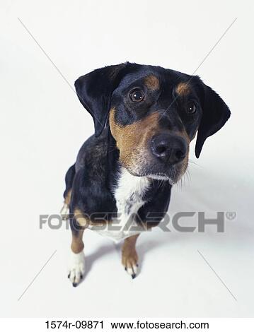 Stock Image - High angle view of a dog sitting. Fotosearch