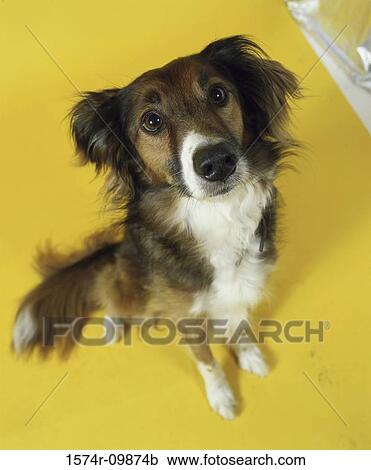 High angle view of a dog sitting View Large Photo Image Stock Image - High angle view of a dog sitting. Fotosearch