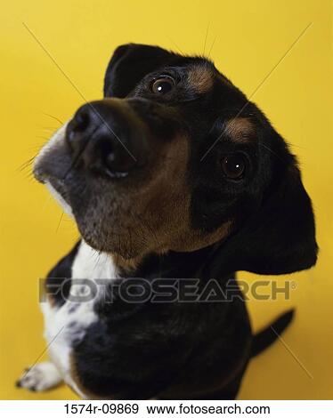 High angle view of a dog sitting View Large Photo Image Stock Photo - High angle view of a dog sitting. Fotosearch