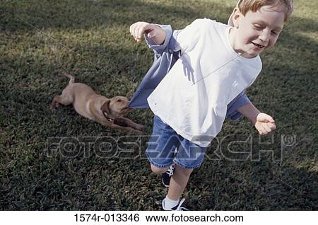 High angle view of a puppy pulling the shirt of a boy View Large Photo Image Stock Photograph - High angle view of a puppy pulling the shirt of a boy. Fotosearch